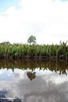 Nipa palms on the Seikonyer River (Kalimantan, Borneo (Indonesian Borneo)) 