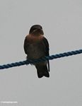 Finch perched on rope in Borneo (Kalimantan, Borneo (Indonesian Borneo)) 