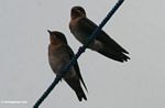 Finches perched on rope in Kalimantan (Kalimantan, Borneo (Indonesian Borneo)) 
