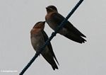 Finches perched on rope in Indonesian Borneo (Kalimantan, Borneo (Indonesian Borneo)) 