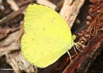 Yellow butterfly in Borneo (Kalimantan, Borneo (Indonesian Borneo)) 