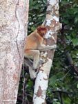 Excited female proboscis monkey in rainforest tree (Nasalis larvatus) (Kalimantan, Borneo (Indonesian Borneo)) 