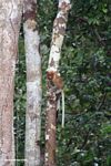 Excited female proboscis monkey in rain forest tree (Nasalis larvatus) (Kalimantan, Borneo (Indonesian Borneo)) 