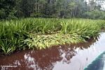 Crocodile nest site on the Sekonyer River (Kalimantan, Borneo (Indonesian Borneo)) 