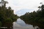 Sekonyer River forest (Kalimantan, Borneo (Indonesian Borneo)) 