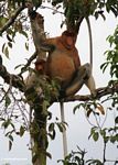 Large-nosed Male Proboscis Monkey with female (Kalimantan, Borneo (Indonesian Borneo)) 