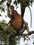 Large-nosed Male Proboscis Monkey smelling fruit (Kalimantan, Borneo (Indonesian Borneo)) 