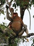 Large-nosed Male Proboscis Monkey (Nasalis larvatus) in tree (Kalimantan, Borneo (Indonesian Borneo)) 