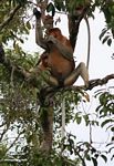 Male Proboscis Monkey (Nasalis larvatus) in tree (Kalimantan, Borneo (Indonesian Borneo)) 