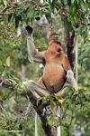 Male Nasalis larvatus monkey eating fruit (Kalimantan, Borneo (Indonesian Borneo)) 