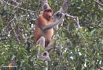 Dominant male Nasalis larvatus monkey in tree (Kalimantan, Borneo (Indonesian Borneo)) 