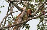 Adult male Proboscis Monkey in tree (Kalimantan, Borneo (Indonesian Borneo)) 