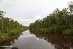 Forest along the Sekonyer River (Kalimantan, Borneo (Indonesian Borneo)) 