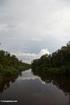 Sekonyer River (Kalimantan, Borneo (Indonesian Borneo)) 