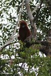 Red Leaf-monkey (Presbytis sp.) in Kalimantan (Kalimantan, Borneo (Indonesian Borneo)) 