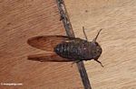 Brown colored cicada (Kalimantan, Borneo (Indonesian Borneo)) 