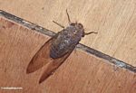 Brown colored cicada (Kalimantan, Borneo (Indonesian Borneo)) 