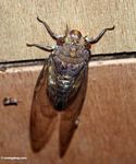 Brown cicada (Kalimantan, Borneo (Indonesian Borneo)) 
