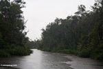 Falling rain on the Sekonyer River (Kalimantan, Borneo (Indonesian Borneo)) 
