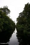 The forested blackwater river to Camp Leaky (Kalimantan, Borneo (Indonesian Borneo)) 