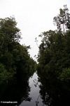 The blackwater river to Camp Leaky Orangutan Center (Kalimantan, Borneo (Indonesian Borneo)) 