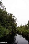 The blackwater river to Camp Leaky (Kalimantan, Borneo (Indonesian Borneo)) 