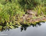 Water lillies and other vegetation along blackwater river (Kalimantan, Borneo (Indonesian Borneo)) 