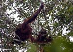 Ex-captive Borneo Orang-utans in tree (Kalimantan, Borneo (Indonesian Borneo)) 