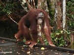 Borneo Orang-utan walking on boardwalk (Kalimantan, Borneo (Indonesian Borneo)) 