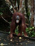 Borneo Orang-utan standing on boardwalk (Kalimantan; Borneo (Indonesian Borneo))