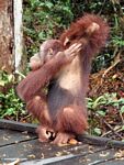 Borneo Orang-utan scratching armpit (Kalimantan, Borneo (Indonesian Borneo)) 