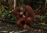 Rehabilitated orangutan sitting on boardwalk (Kalimantan; Borneo (Indonesian Borneo))