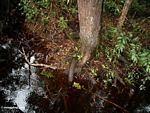 Blackwater swamp in Borneo (Kalimantan, Borneo (Indonesian Borneo)) 