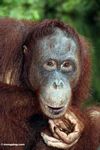 Rehabilitated orangutan thinking (Kalimantan; Borneo (Indonesian Borneo))