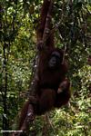 Rehabilitated mother and baby orangutans in tree at Camp Leaky (Kalimantan; Borneo (Indonesian Borneo))