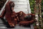 Family of orang-utans on boardwalk (Kalimantan; Borneo (Indonesian Borneo))