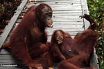 Family of orang-utans on boardwalk at Camp Leaky Rehabilitation Center (Kalimantan, Borneo (Indonesian Borneo)) 