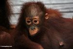 Baby orangutan clinging to mother orangutan (Kalimantan, Borneo (Indonesian Borneo)) 