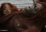 Rehabilitated mother and baby orangutans on boardwalk at Camp Leaky (Kalimantan, Borneo (Indonesian Borneo)) 