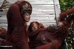 Family of orangutans on boardwalk (Kalimantan, Borneo (Indonesian Borneo)) 