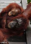 Mother and baby orangutans lying on boardwalk at Camp Leaky (Kalimantan, Borneo (Indonesian Borneo)) 