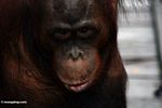 Closeup on face of orang (Kalimantan, Borneo (Indonesian Borneo)) 