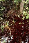 Blackwater swamp in Borneo (Kalimantan, Borneo (Indonesian Borneo)) 