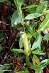 Pitcher plant in Borneo; light green in color (Kalimantan; Borneo (Indonesian Borneo))