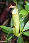 Light green pitcher plant in Borneo (closeup) (Kalimantan; Borneo (Indonesian Borneo))