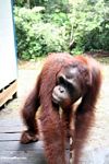 Walking orangutan in motion (Kalimantan, Borneo (Indonesian Borneo)) 