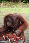 Orangutan eating rambutan on porch (Kalimantan, Borneo (Indonesian Borneo)) 