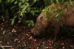 Bornean bearded pig feeding on fallen rambutan fruit (Kalimantan, Borneo (Indonesian Borneo)) 