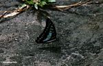 Blue and black butterfly on forest floor with wings closed (Kalimantan; Borneo (Indonesian Borneo))