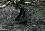 Blue and black butterfly on ground with wings closed (Kalimantan, Borneo (Indonesian Borneo)) 